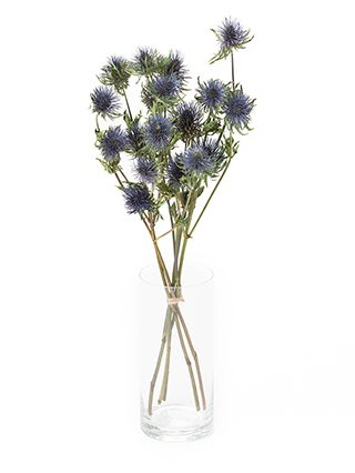 【ドライ】エリンジューム　マグネータ