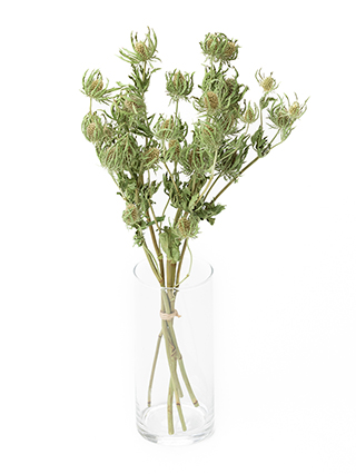 【ドライ】エリンジューム　シリウスクエスター