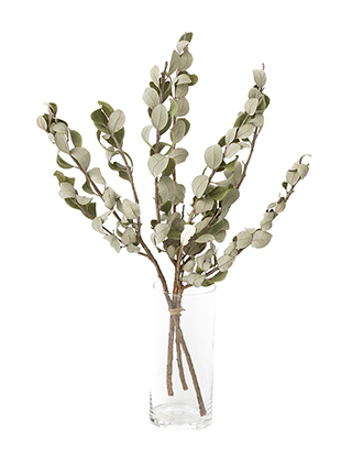 【ドライ】フェイジョア(緑)　品種おまかせ