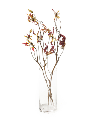 【ドライ】グロリオサ　サザンウィンド