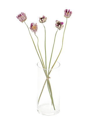 【ドライ】ガーベラ(紫)　品種おまかせ