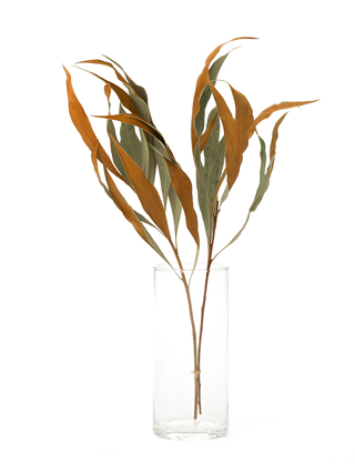 【ドライ】グレビリアゴールド