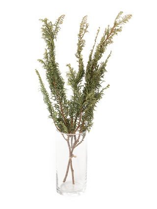 【ドライ】クジャクヒバ