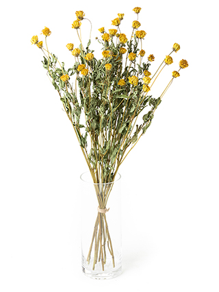 【ドライ】姫ひまわり　華姫