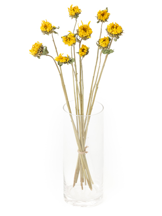 【ドライ】ひまわり レモンオーラ