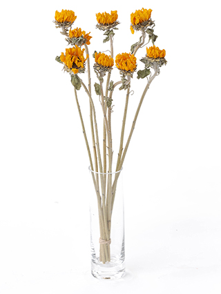 【ドライ】ひまわり　ビンセントタンジェリン