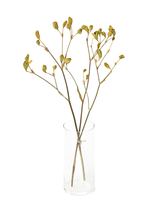 【ドライ】ヒオウギ(緑)　品種おまかせ