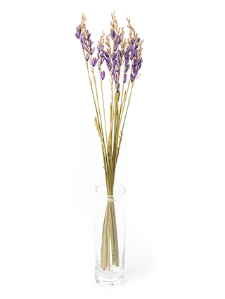 【ドライ】イキシア　イキシャピンク