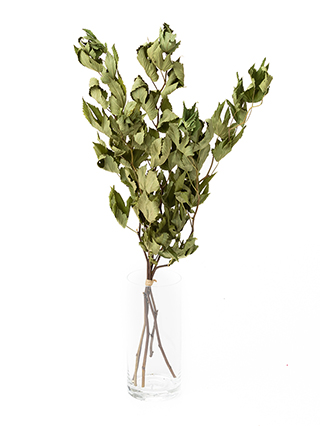 【ドライ】キイチゴ　ベビーハンズ