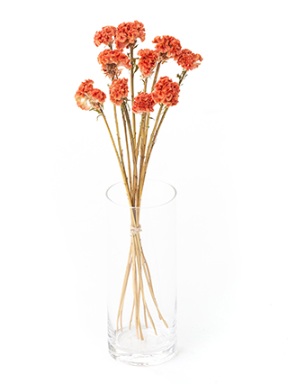 【ドライ】ケイトウ　クルメオレンジ