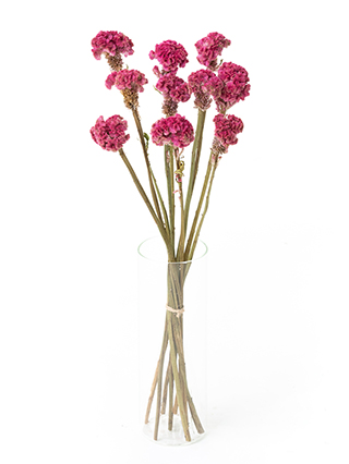 【ドライ】ケイトウ　クルメピンク