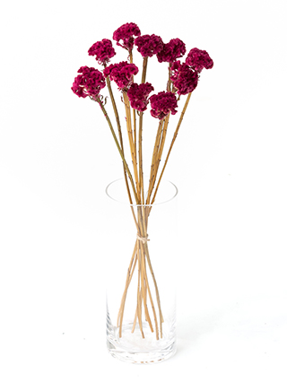 【ドライ】ケイトウ　クルメアカジク