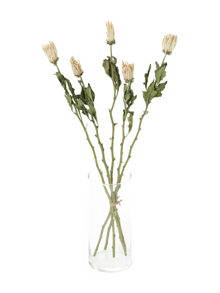 【ドライ】菊(ディスバッドマム)　アナスタシアホワイト