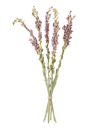 【ドライ】キンギョソウ(スナップ)紫　品種おまかせ