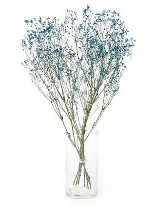 【ドライ】カスミソウ(染め)ブルー　品種おまかせ