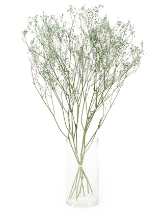 【ドライ】カスミソウ(染め)グリーン　品種おまかせ