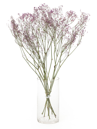 【ドライ】カスミソウ(染め)ピンク　品種おまかせ