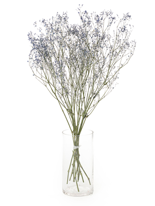 【ドライ】カスミソウ(染め)ラベンダー　品種おまかせ