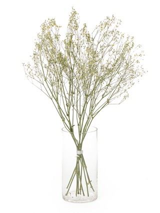 【ドライ】カスミソウ(染め)イエロー　品種おまかせ