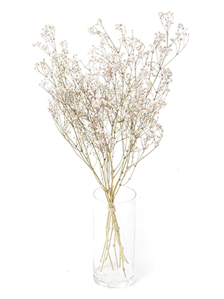 【ドライ】カスミソウ　ベールスター