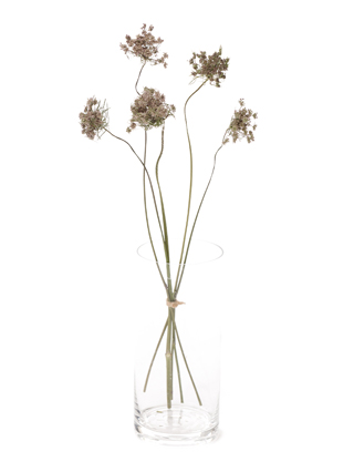 【ドライ】レースフラワー　ダウカスボルドー