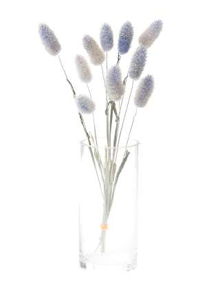 【ドライ】ラグラス(ラベンダー)　品種おまかせ