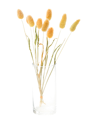 【ドライ】ラグラス(オレンジ)　品種おまかせ