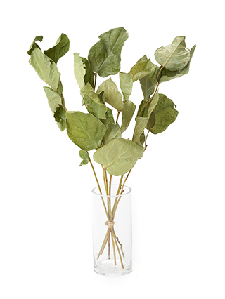 【ドライ】レモンリーフ　チップス