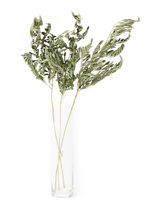 【ドライ】レザーファン(緑)　品種おまかせ