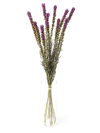 【ドライ】リアトリス(紫)　品種おまかせ