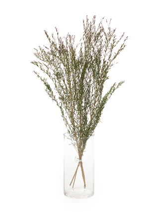 【ドライ】メラレウカ　レッドジェム