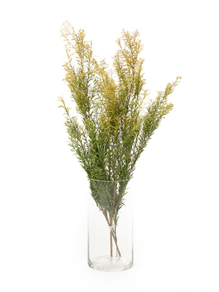 【ドライ】メラレウカ　レボリューションゴールド