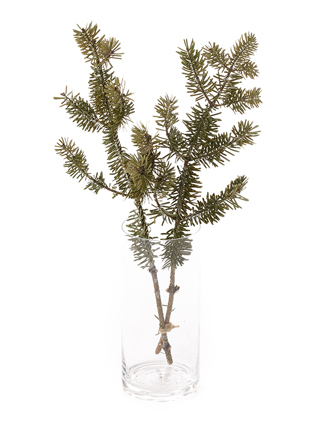 【ドライ】モミ枝