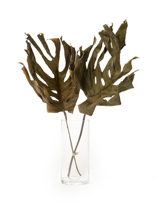 【ドライ】モンステラ(緑)　品種おまかせ