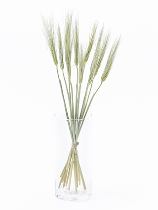 【ドライ】麦(緑)　品種おまかせ