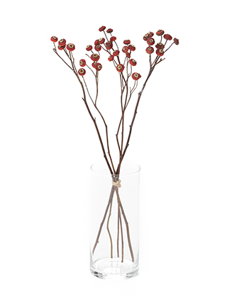 【ドライ】野バラ　センセーショナルファンタジー