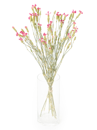 【ドライ】ナデシコ(ダイアンサス)　品種おまかせ