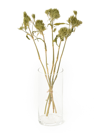 【ドライ】ナデシコ(ダイアンサス)　てまり草