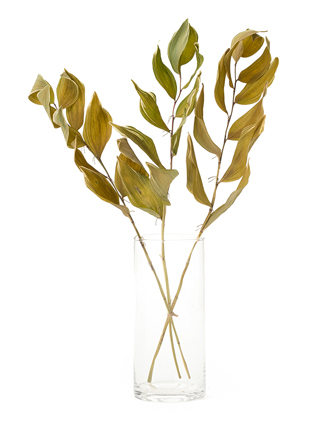 【ドライ】ナルコラン(緑)　品種おまかせ