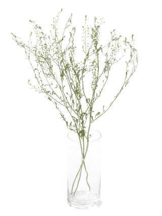 【ドライ】ナズナ　タラスピ