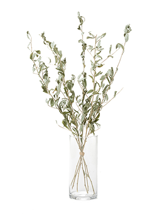 【ドライ】オリーブ　ロシアンオリーブ