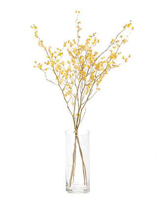 【ドライ】オンシジューム　ハニーエンジェル