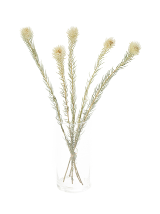 【ドライ】フィリカ　プルモーサ