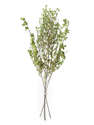 【ドライ】ピットスポラム(緑)　品種おまかせ