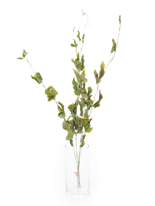 【ドライ】リキュウソウ(緑)　品種おまかせ