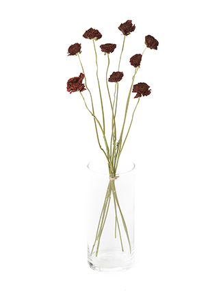 【ドライ】ラナンキュラス 茜てまり