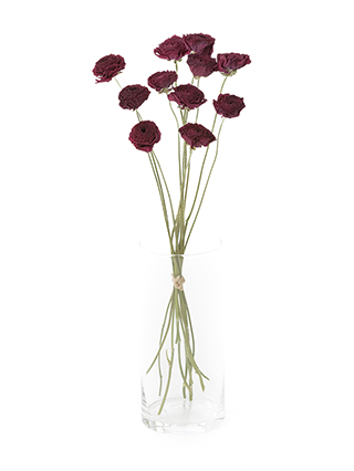 【ドライ】ラナンキュラス 紅てまり