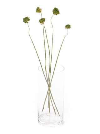 【ドライ】ラナンキュラス(緑) 品種おまかせ