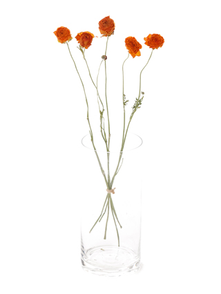 【ドライ】ラナンキュラス(オレンジ) 品種おまかせ