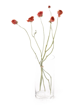 【ドライ】ラナンキュラス(赤)　品種おまかせ